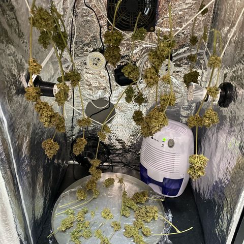 King Kong  growlog timeline photo