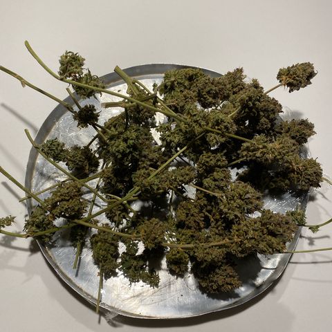 King Kong  growlog timeline photo