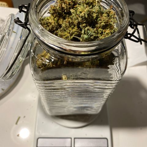 King Kong  growlog timeline photo