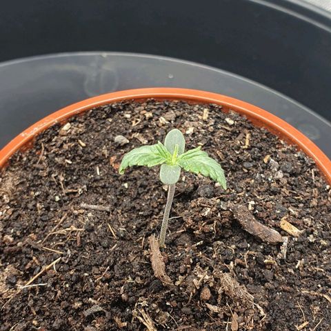California Haze growlog timeline photo