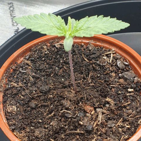 Blue Skunk growlog timeline photo
