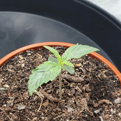 California Haze growlog timeline photo
