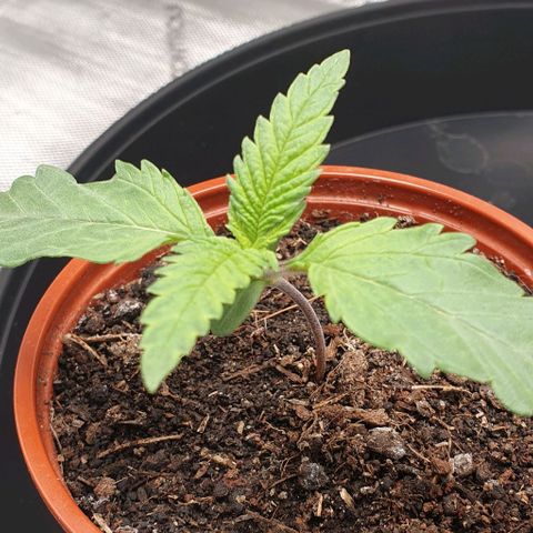 Blue Skunk growlog timeline photo