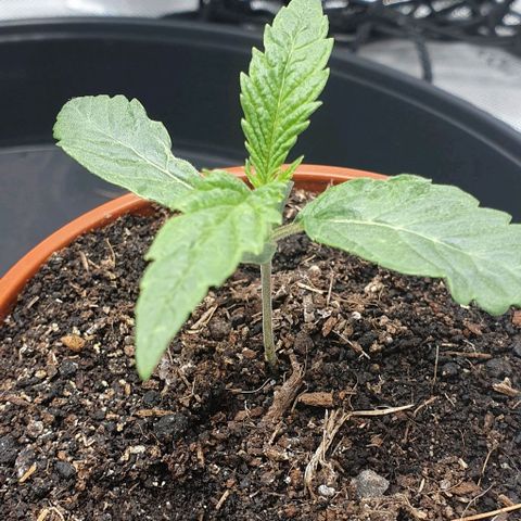 California Haze growlog timeline photo