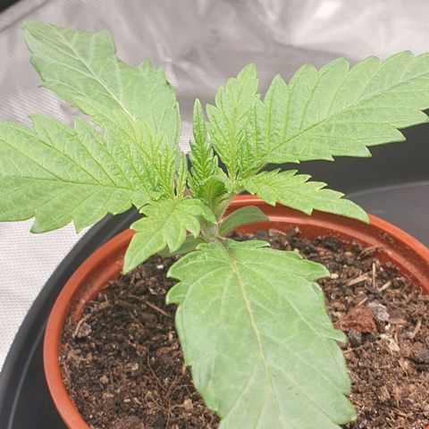 Blue Skunk growlog timeline photo