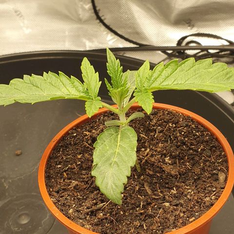 California Haze growlog timeline photo