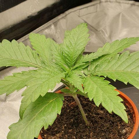 Blue Skunk growlog timeline photo