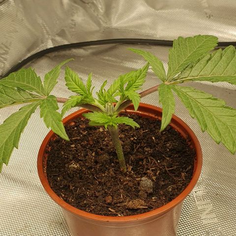 Blue Skunk growlog timeline photo