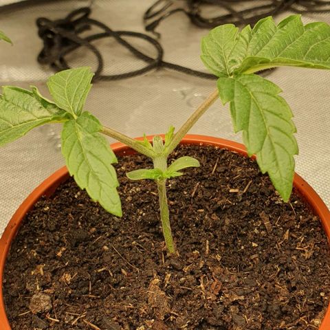 California Haze growlog timeline photo