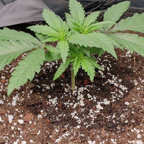 Blue Skunk growlog timeline photo