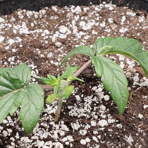 California Haze growlog timeline photo