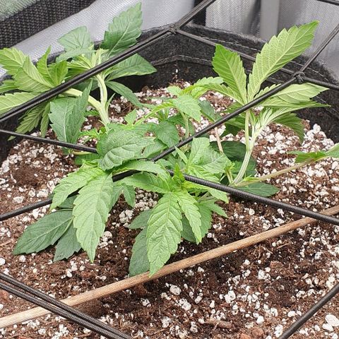 California Haze growlog timeline photo