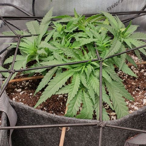 Blue Skunk growlog timeline photo