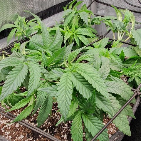 California Haze growlog timeline photo
