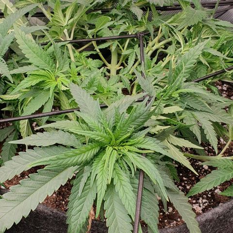 Blue Skunk growlog timeline photo