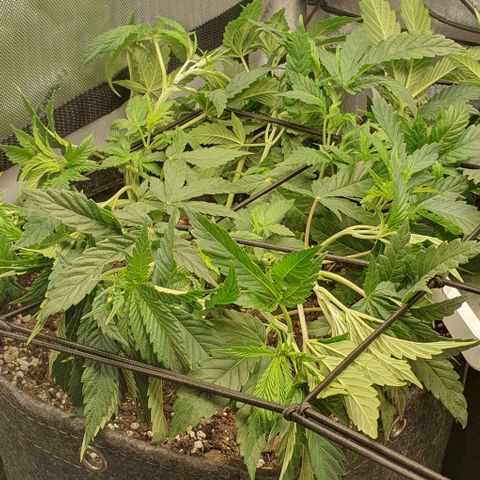 California Haze growlog timeline photo