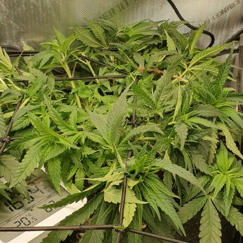 Blue Skunk growlog timeline photo
