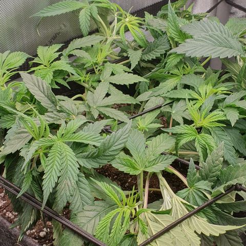 California Haze growlog timeline photo