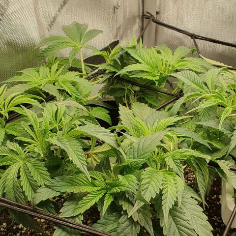 California Haze growlog timeline photo