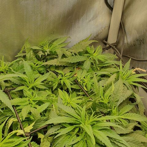 Blue Skunk growlog timeline photo
