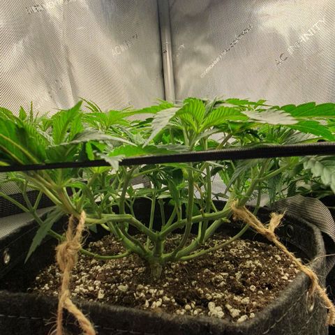 California Haze growlog timeline photo