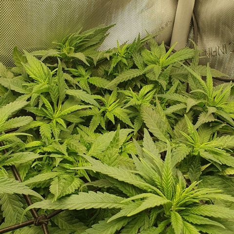 Blue Skunk growlog timeline photo