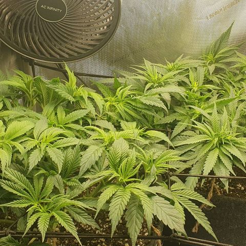 California Haze growlog timeline photo