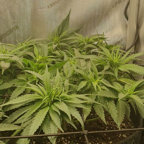 Blue Skunk growlog timeline photo
