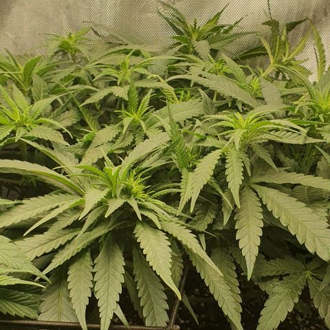 Blue Skunk growlog timeline photo