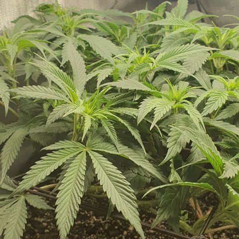California Haze growlog timeline photo