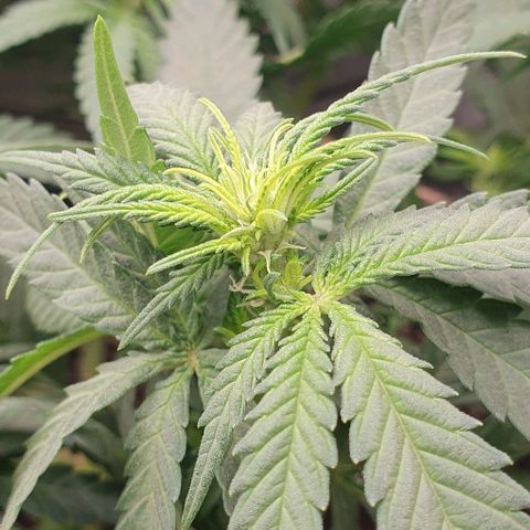 Blue Skunk growlog timeline photo
