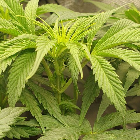 California Haze growlog timeline photo
