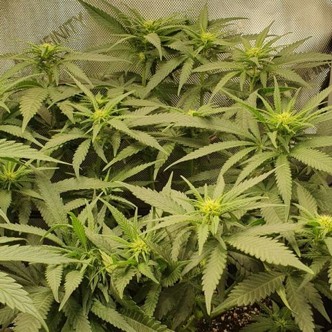 Blue Skunk growlog timeline photo