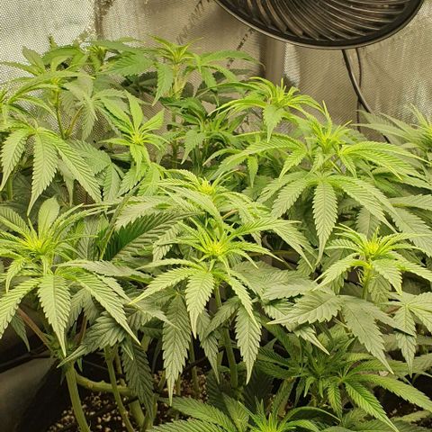 California Haze growlog timeline photo