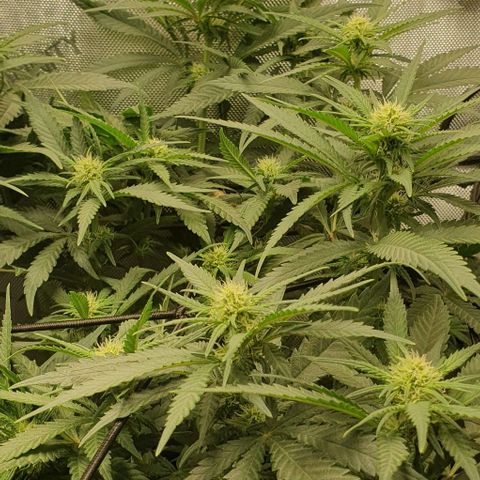 Blue Skunk growlog timeline photo