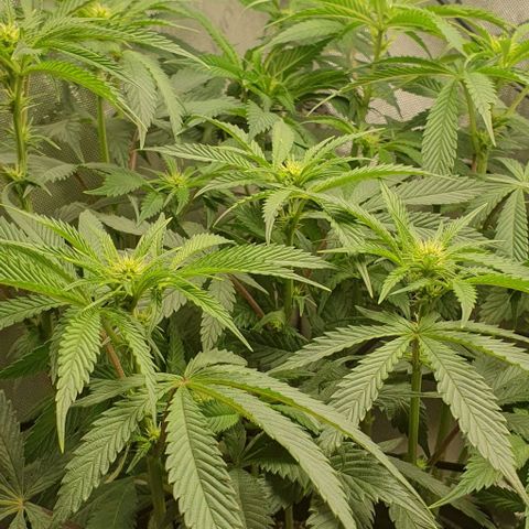 California Haze growlog timeline photo