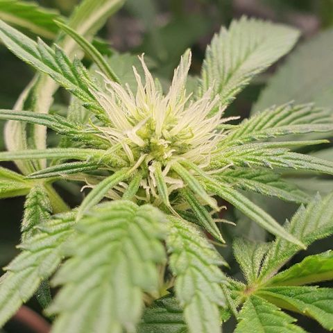 California Haze growlog timeline photo