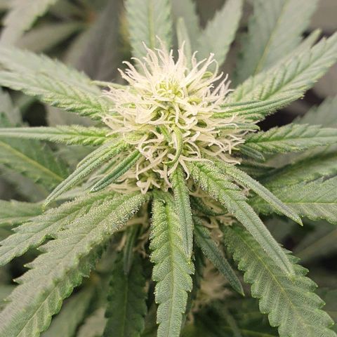 Blue Skunk growlog timeline photo