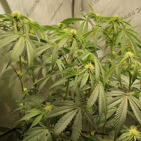 California Haze growlog timeline photo