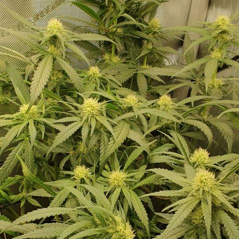 Blue Skunk growlog timeline photo