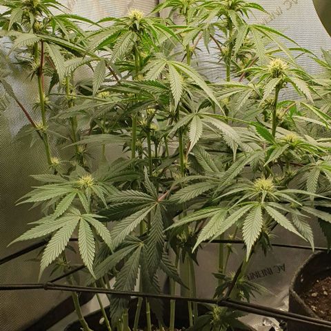 California Haze growlog timeline photo