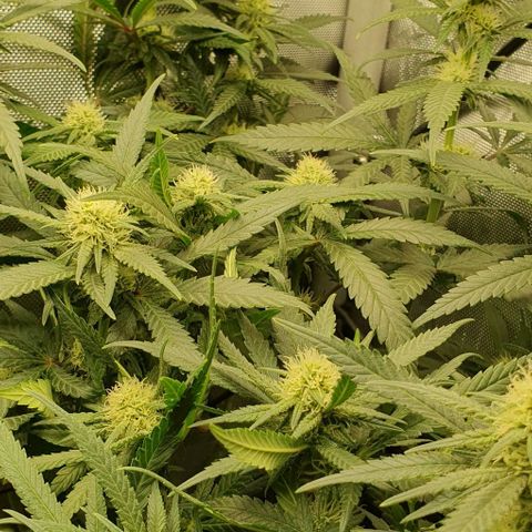 Blue Skunk growlog timeline photo