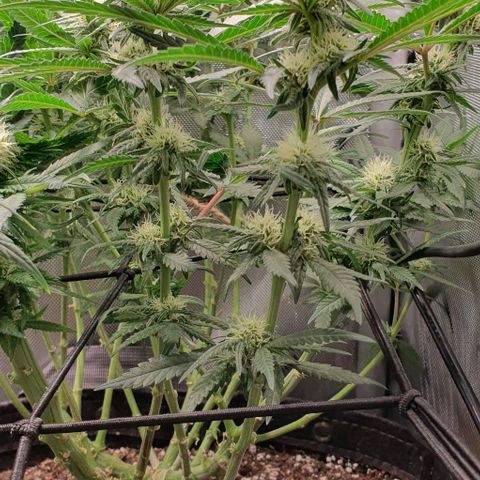 Blue Skunk growlog timeline photo