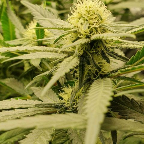 Blue Skunk growlog timeline photo