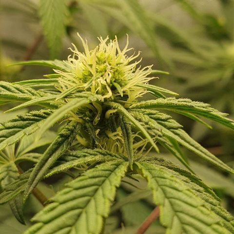 California Haze growlog timeline photo