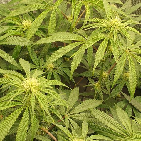 California Haze growlog timeline photo
