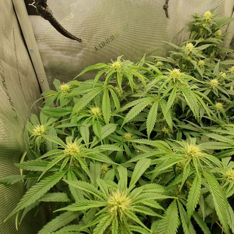 California Haze growlog timeline photo