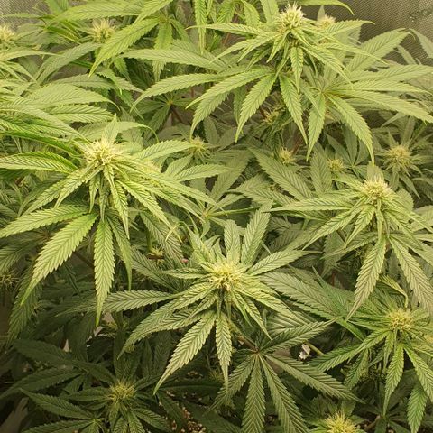 California Haze growlog timeline photo