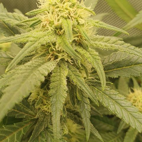 Blue Skunk growlog timeline photo
