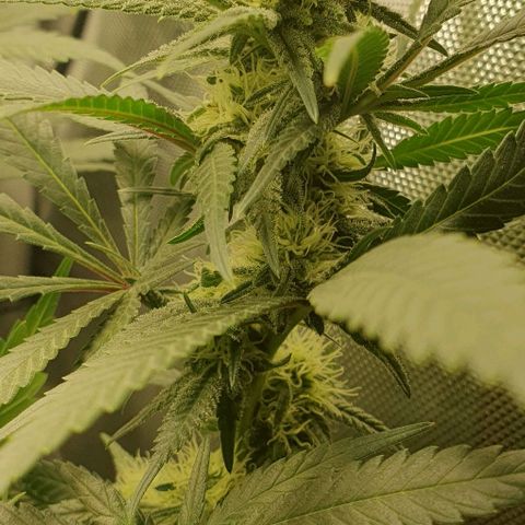 Blue Skunk growlog timeline photo
